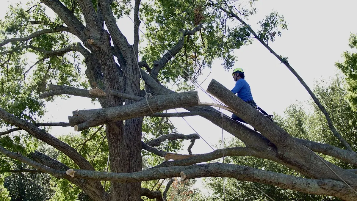 Professional Crown Thinning performed by certified arborists in Rolesville