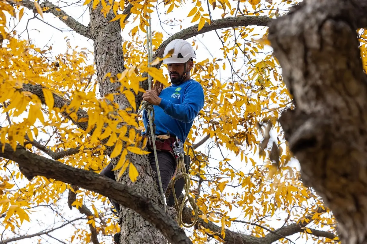 Skilled Tree Pruning crew working in Rolesville